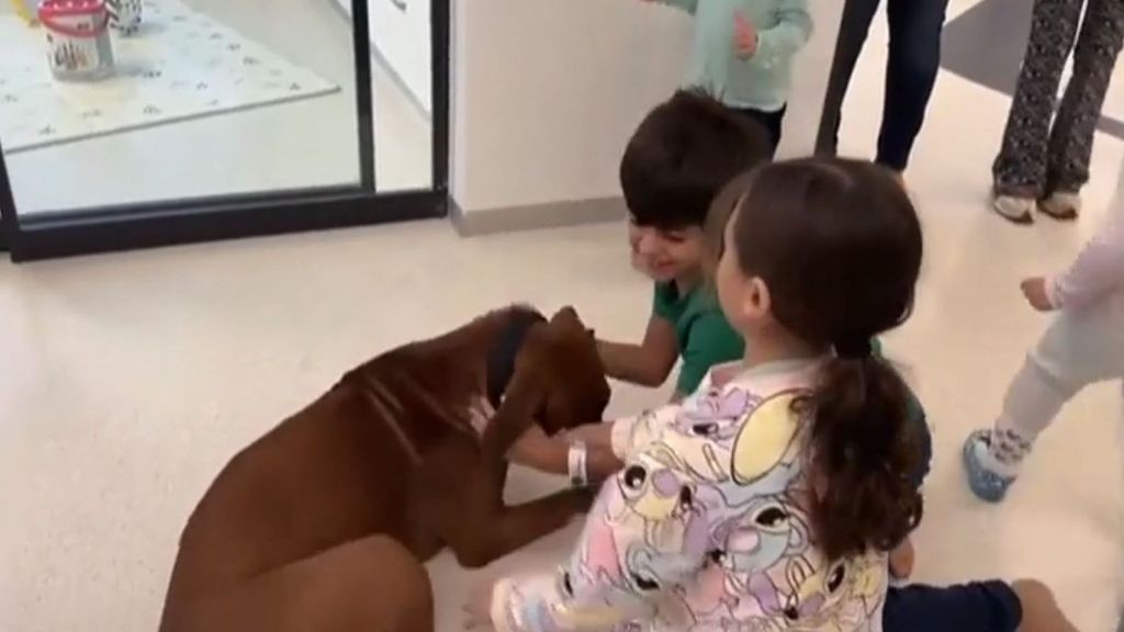 Emotivo reencuentro: tres niños israelíes liberados por Hamás ven a su perro en el hospital