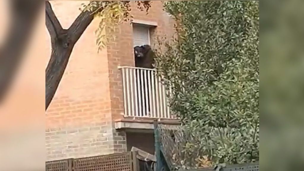 Un vecino graba a un ladrón colándose por un balcón en Reus