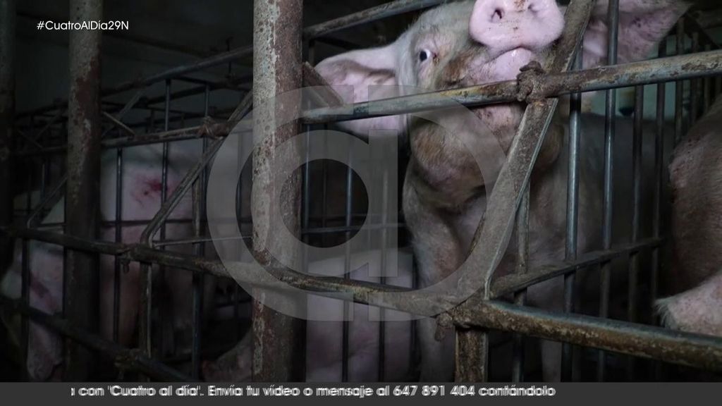 Descubrimos la granja de los horrores: una explotación porcina en condiciones insalubres, mañana en exclusiva en ‘Cuatro al día’