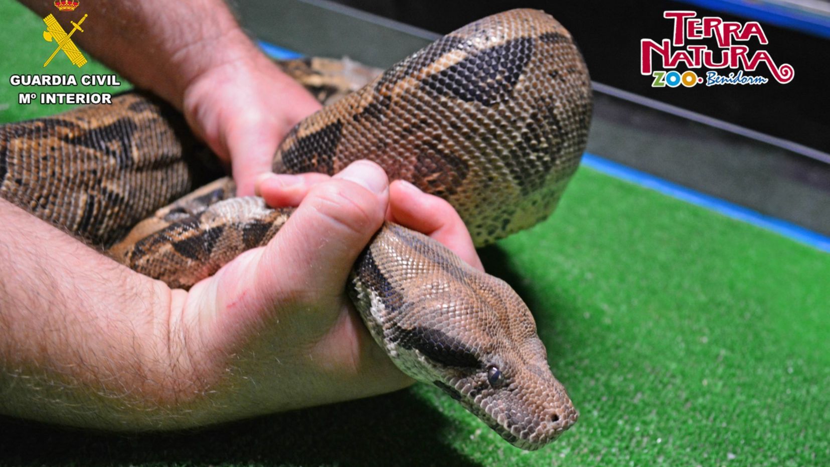 Boa constrictor incautada