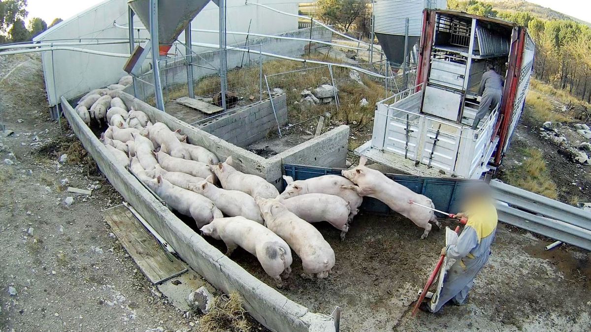 Denuncian por maltrato animal y graves irregularidades a una granja porcina de Burgos