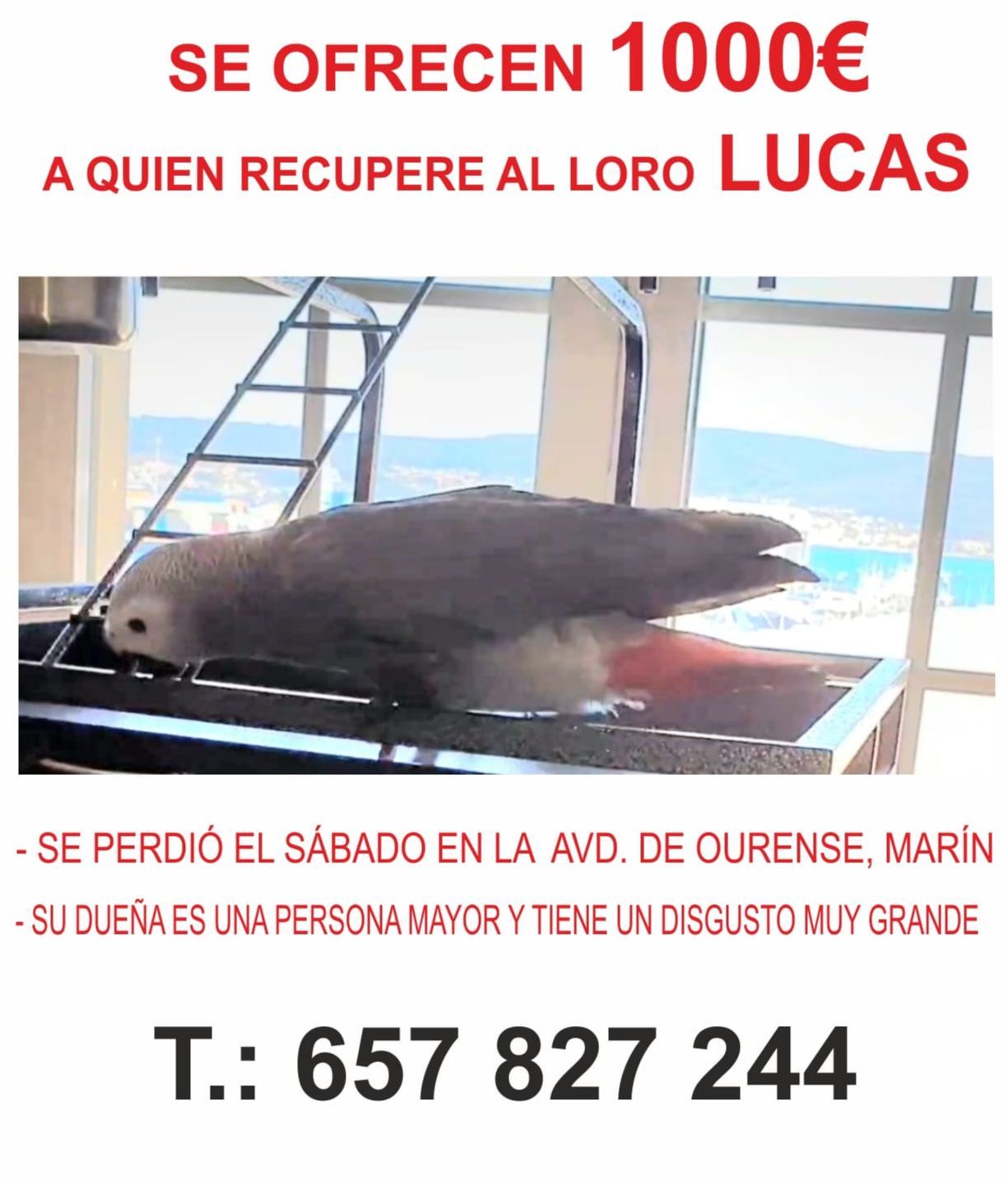La familia ha puesto carteles en los que ofrece 1.000 euros de recompensa por recuperar a Lucas