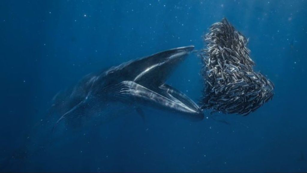 Rafa Fernández, campeón mundial de fotografía submarina, capta un momento de infarto