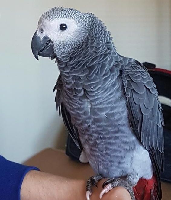 Se trata de loro de plumaje mayoritariamente gris con plumas blancas y rojas que lleva su identificación en una anilla