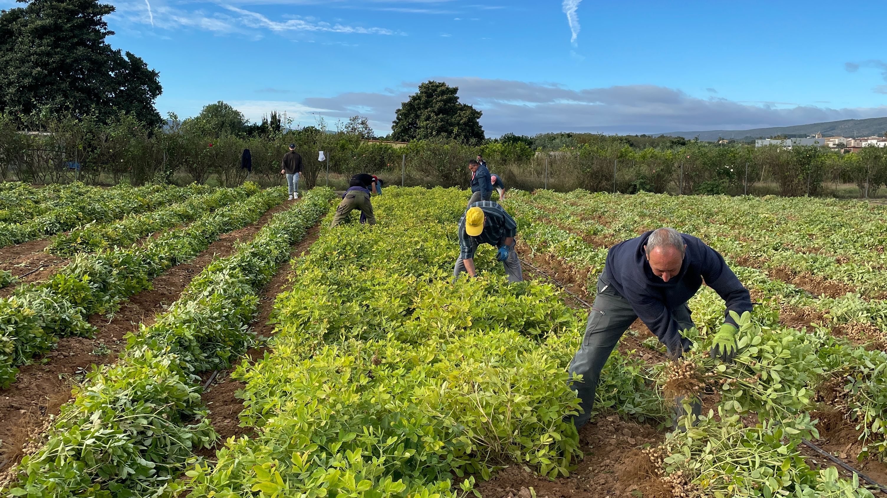 Cosecha manual de los cacahuetes