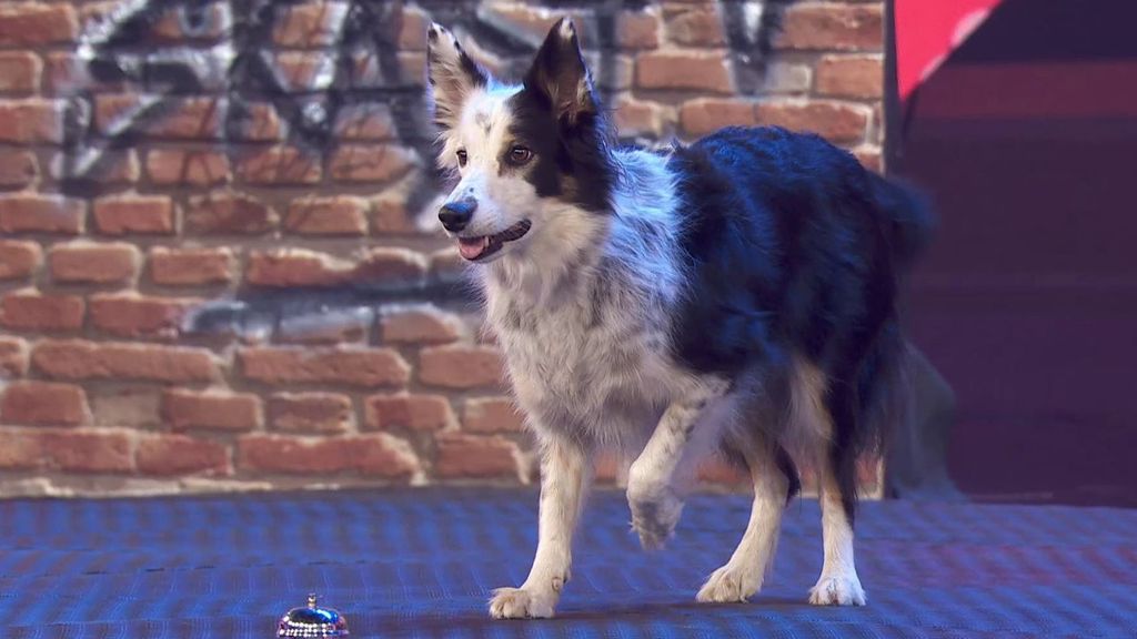 perro
