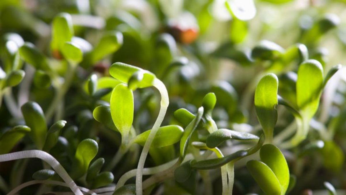 Alertan listeria y salmonella en unos brotes germinados de alfalfa procedentes de España