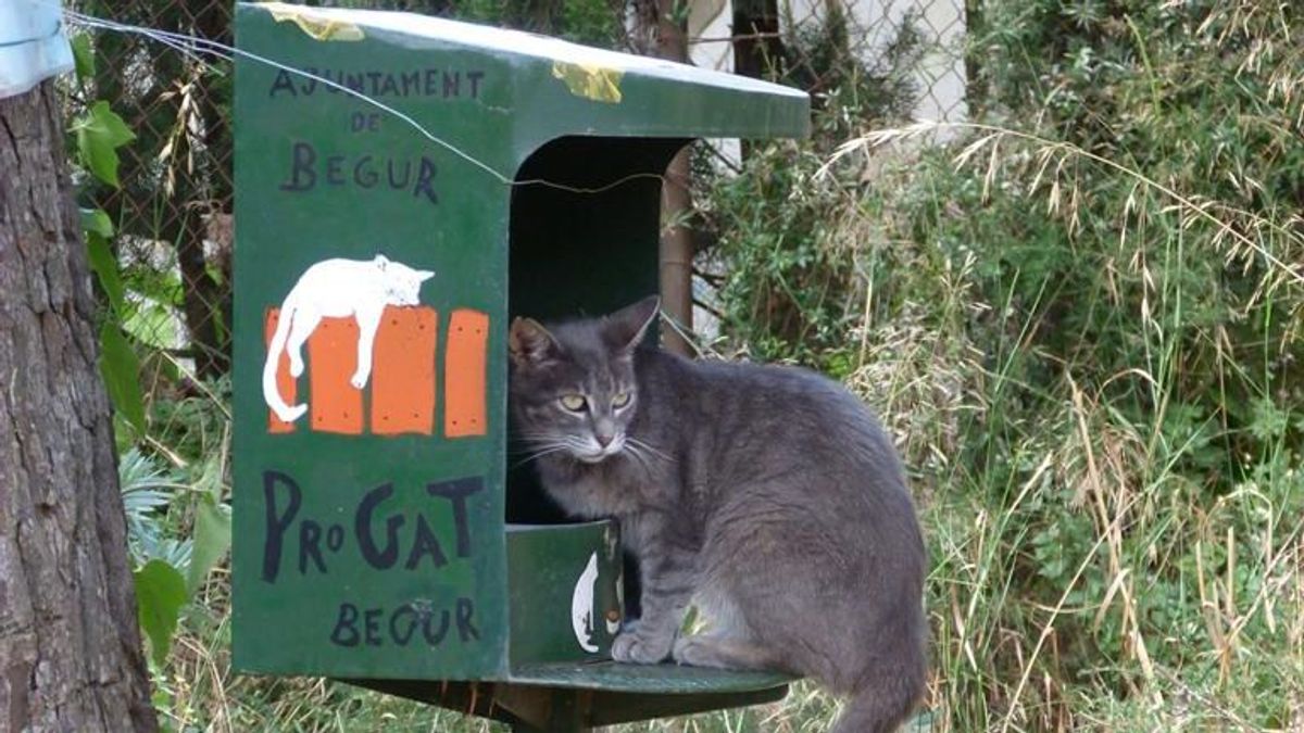 Comederos de gatos callejeros en Begur, Girona