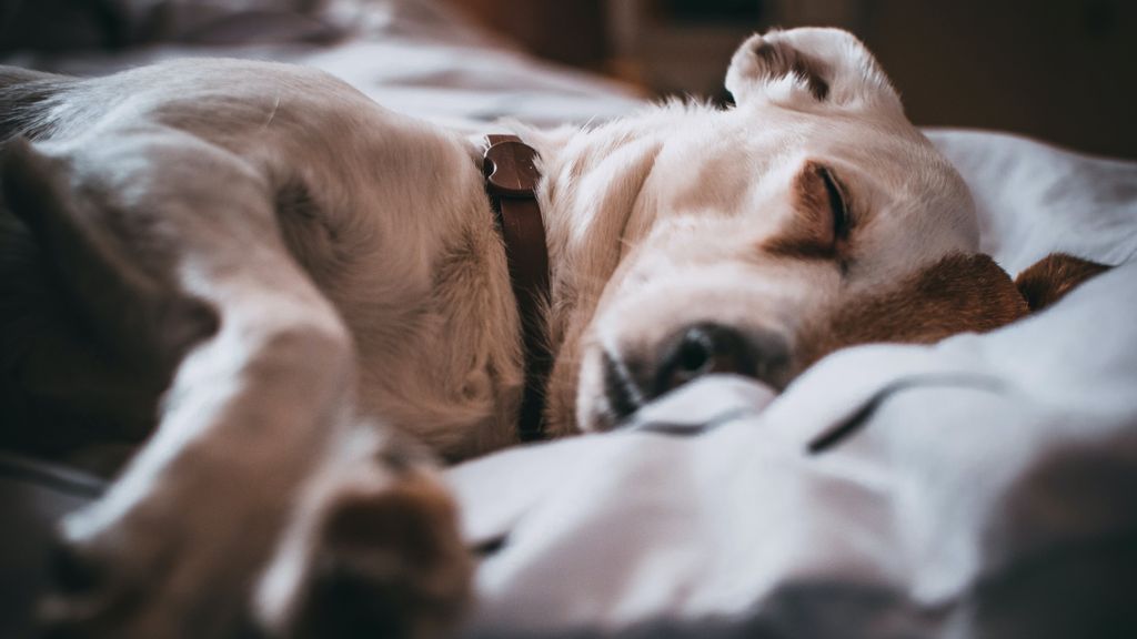 Cómo enseñarle a un perro a dormir en su cama
