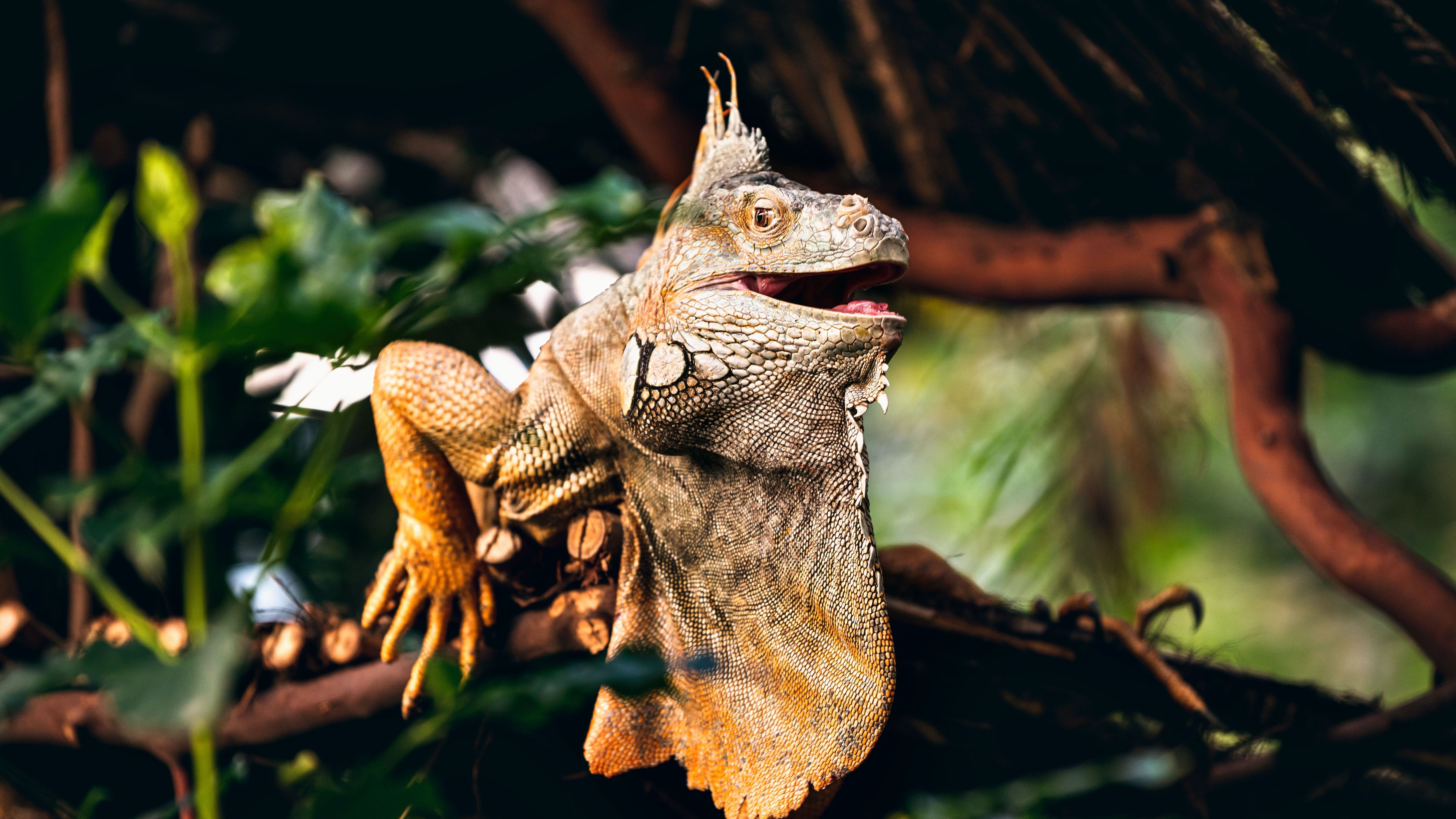 Cómo mantener la humedad en un terrario