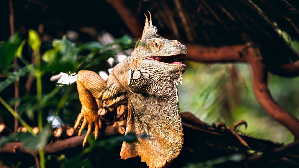 Cómo mantener la humedad en un terrario