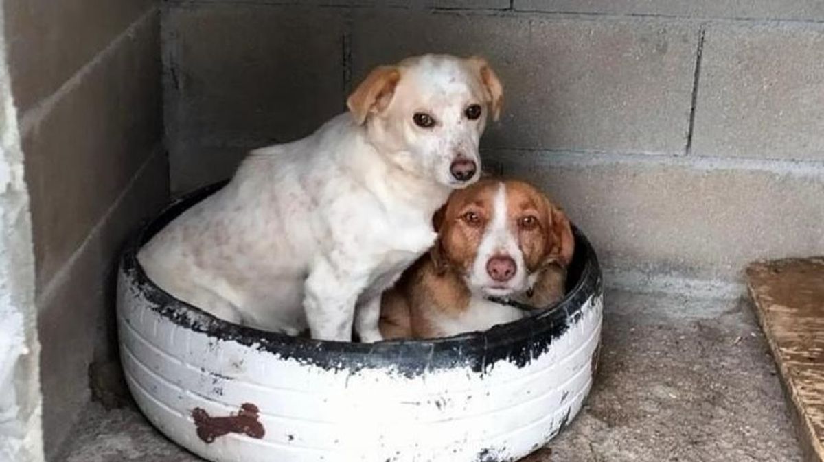 Esta pareja de perros callejeros vivía sin dueño en una aldea de Tomiño, Pontevedra
