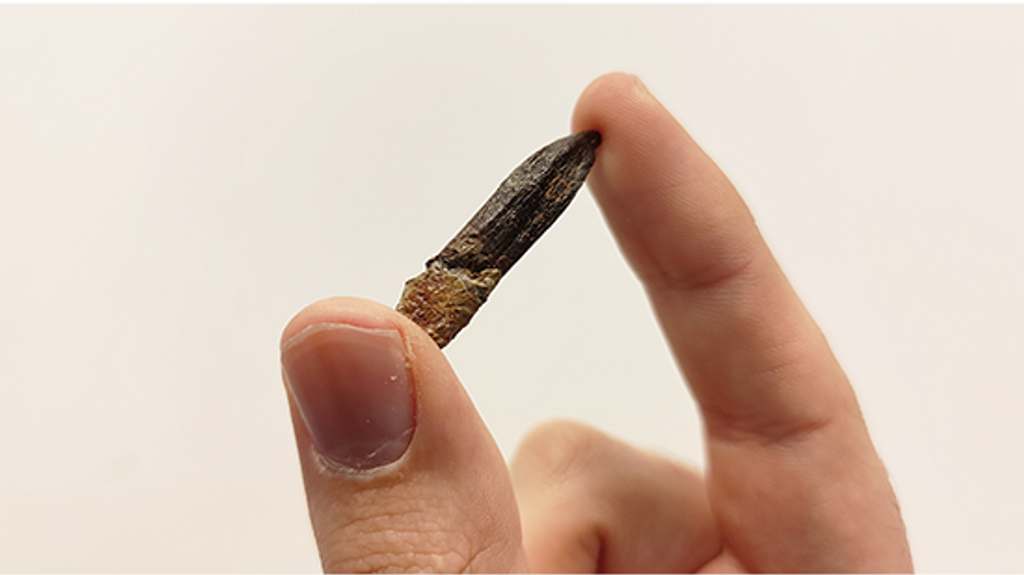 Imagen de uno de los dientes de titanosaurio que ha formado parte del estudio. La longitud es de unos 3 cm.