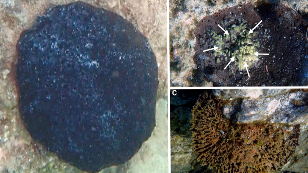 Individuo sano (A), enfermo (B) y muerto (C) de la esponja Sarcotragus foetidus fotografiados en las costas de Turquía