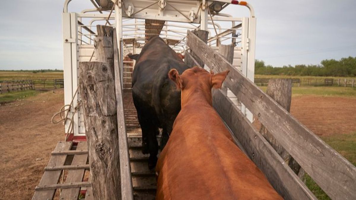 Ley de Bienestar Animal: los camiones de ganado no podrán circular por el día si hay más de 30ºC