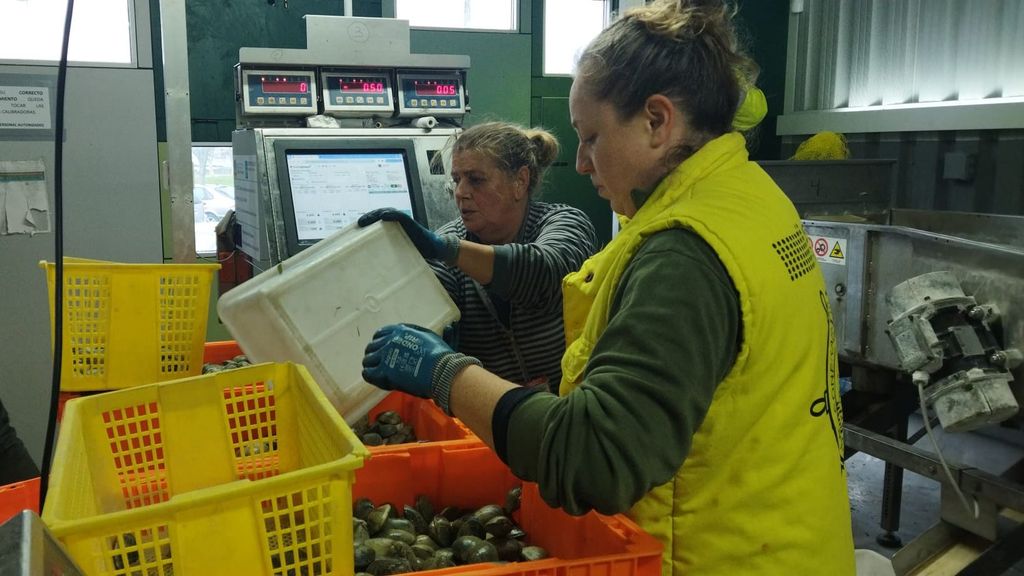 Las mariscadoras de Poio aseguran que no llegan a recoger ni el cupo permitido, situado en 1 kilo de almeja fina y 5 kilos de japónica