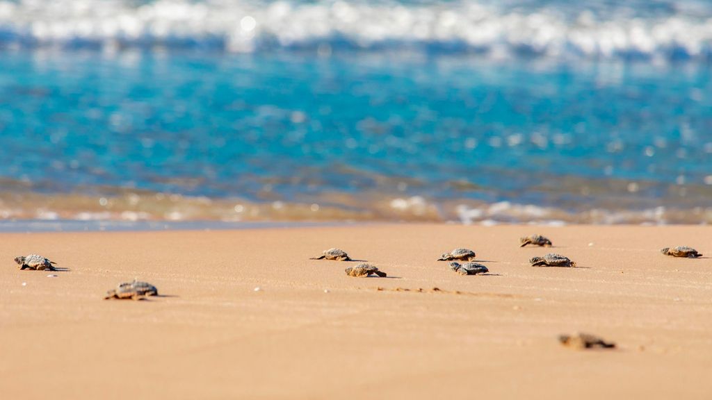 Tortugas bobas liberadas en una playa valenciana