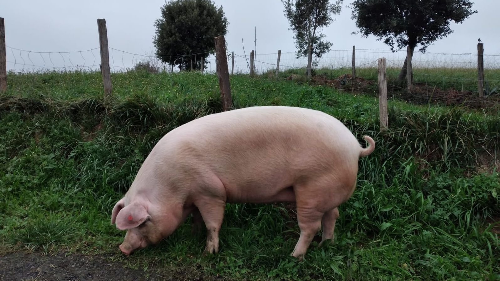 La cerda Xixili, esta misma mañana