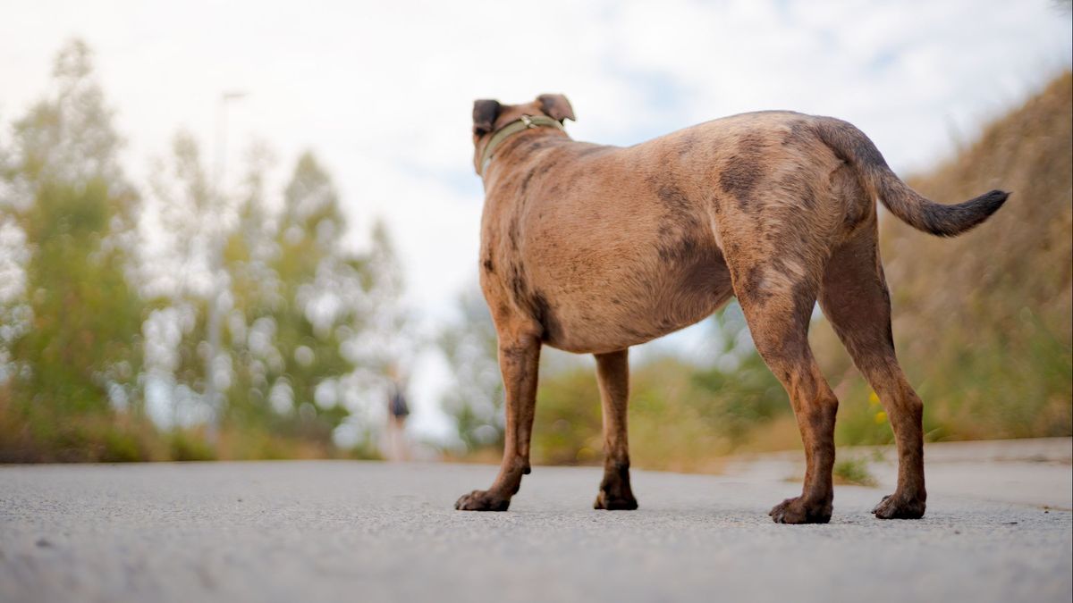 Dos jóvenes de 20 y 21 años, heridas con mordeduras por todo el cuerpo tras ser atacadas por un perro en Cartagena