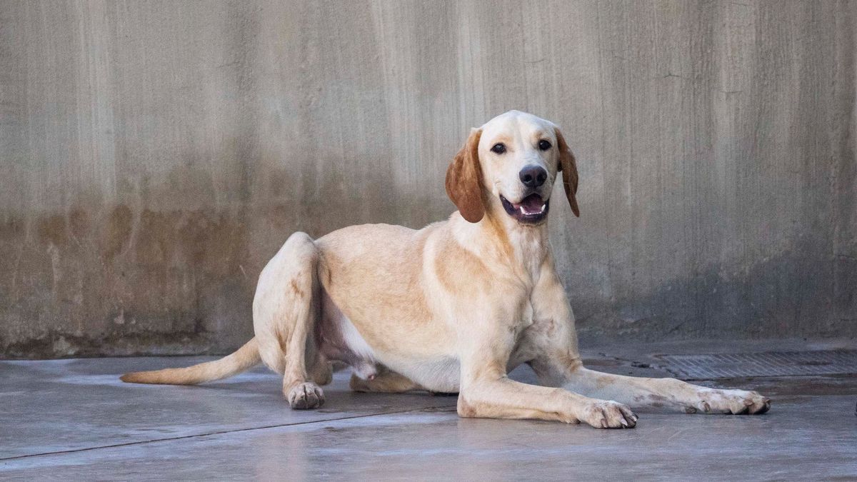 Más de una veintena de perros abandonados buscan un hogar en Navidad en el desfile de AUPA y Fundación Bioparc