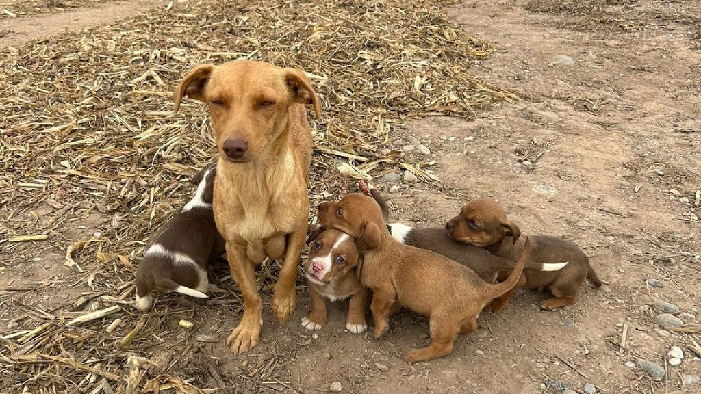 Cachorros rescatados