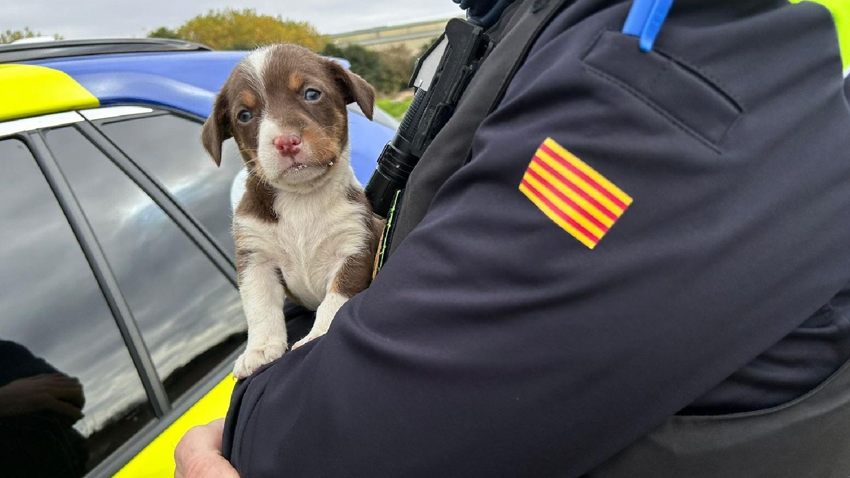 Uno de los cachorros rescatados