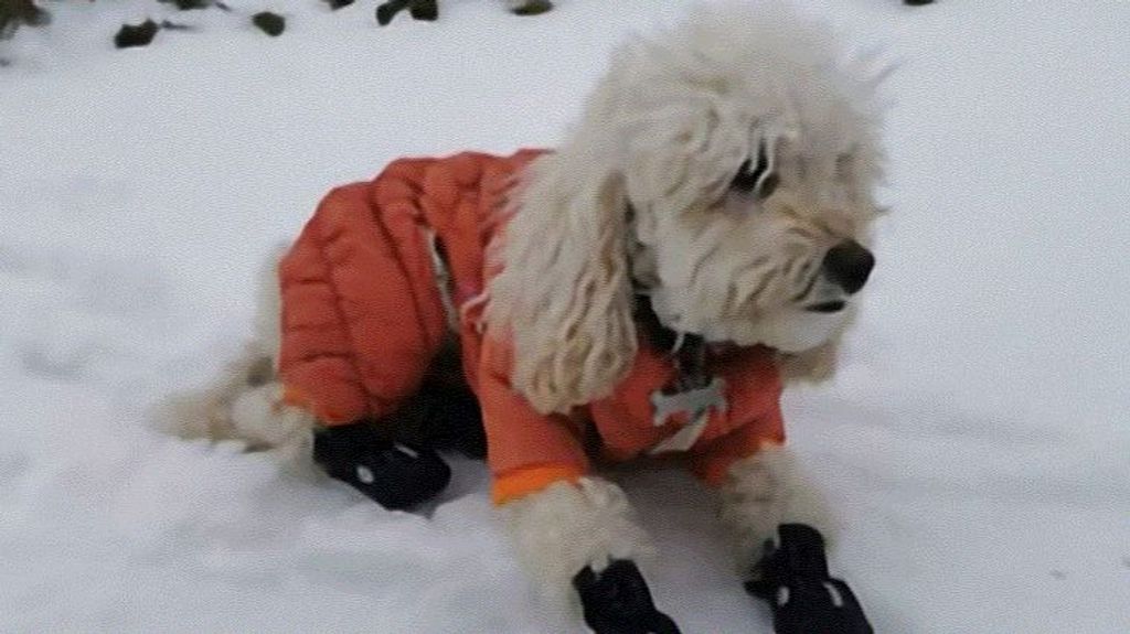 Zoe, el perro escalador que en 9 años ha conquistado 37 cumbres