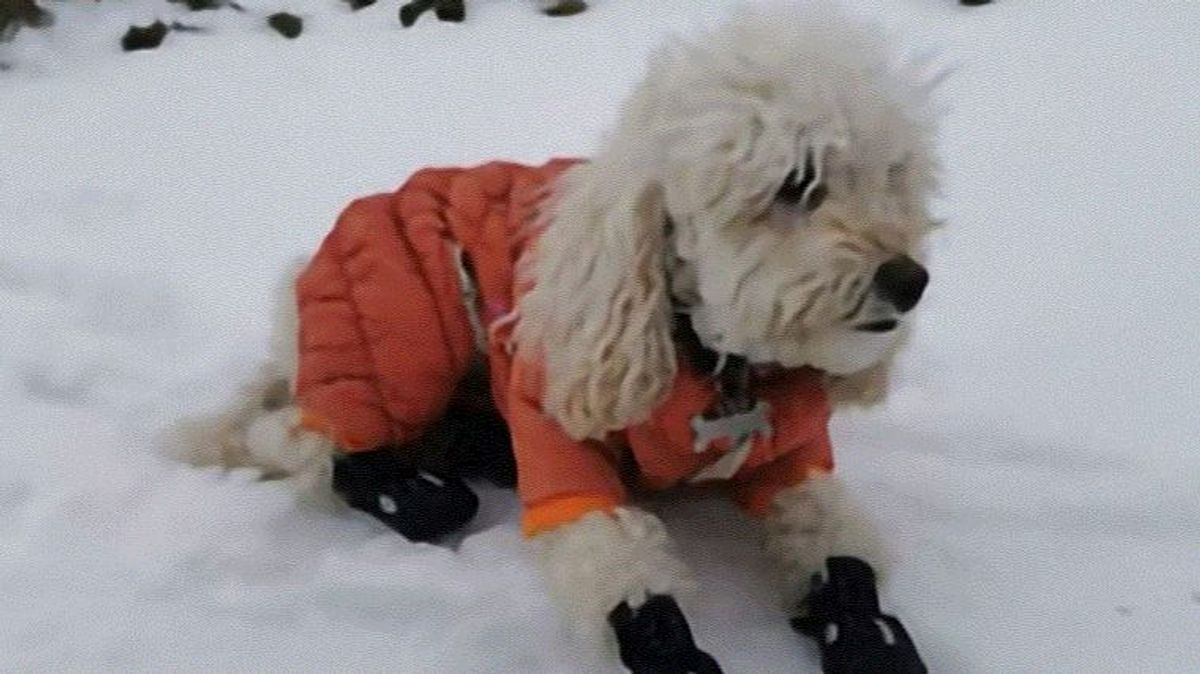 Zoe, el perro escalador