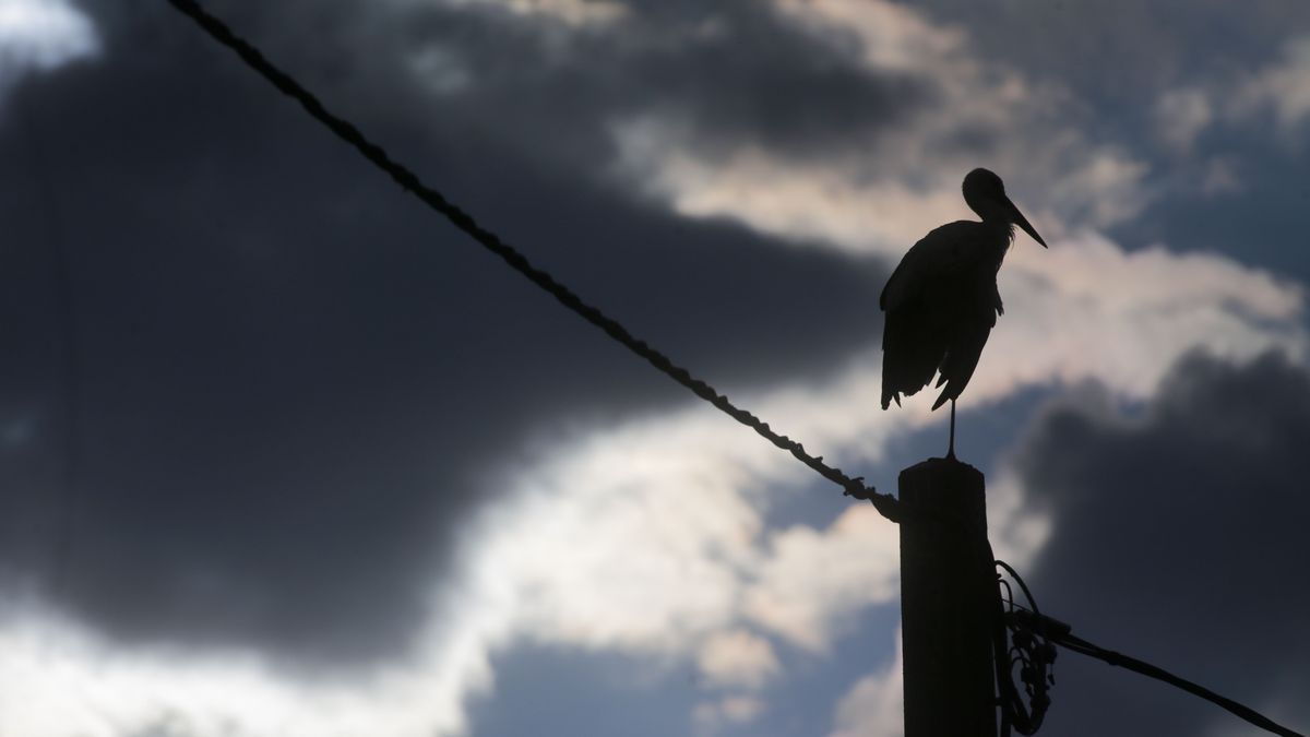 Una cigüeña blanca posada en su nido, en un poste