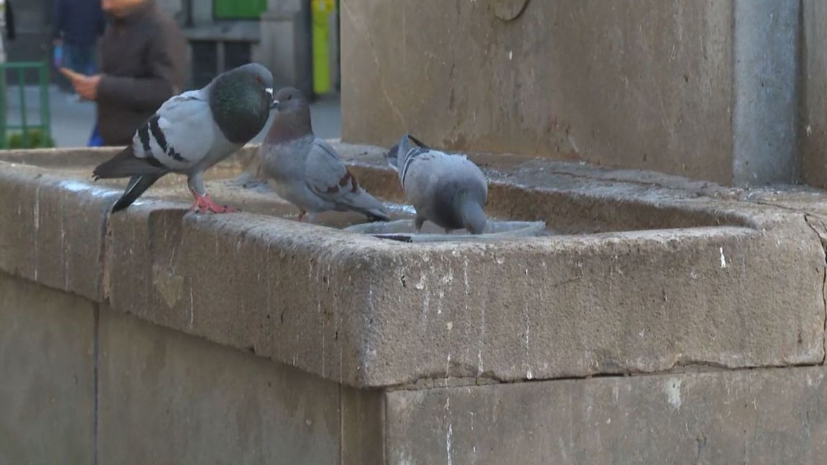 Barcelona dice adiós a las palomas: la ciudad utiliza un sistema de cables para ahuyentar estas aves