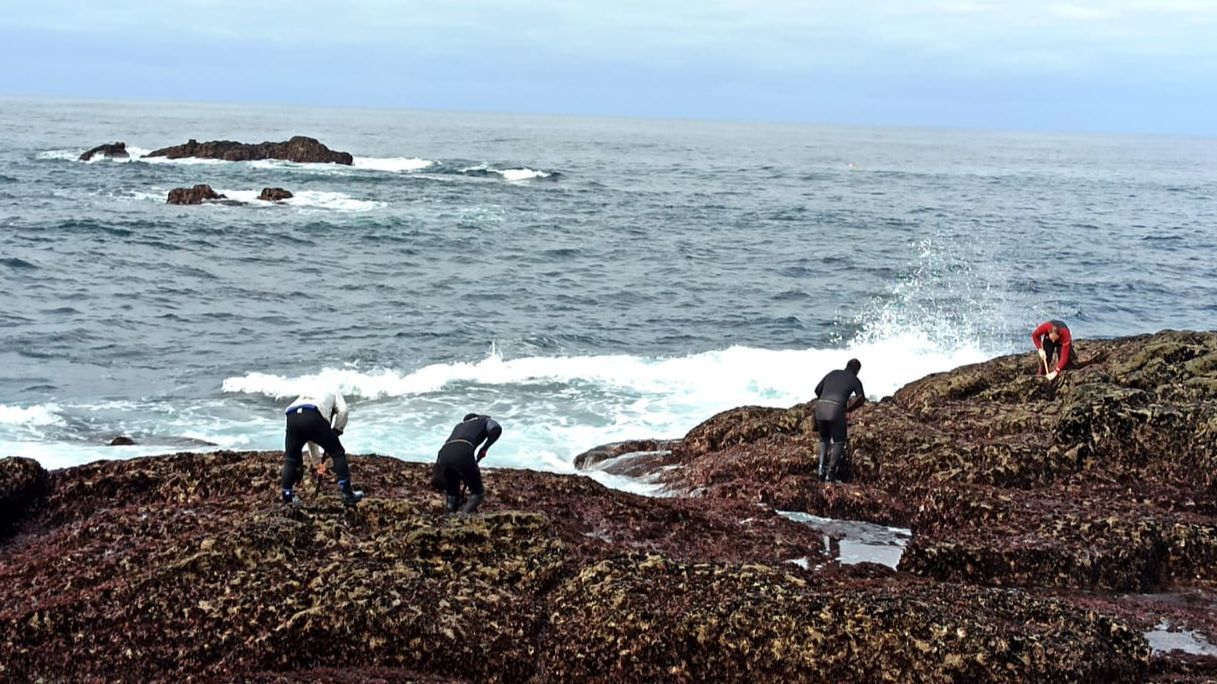 Los percebeiros se juegan la vida en su trabajo diario