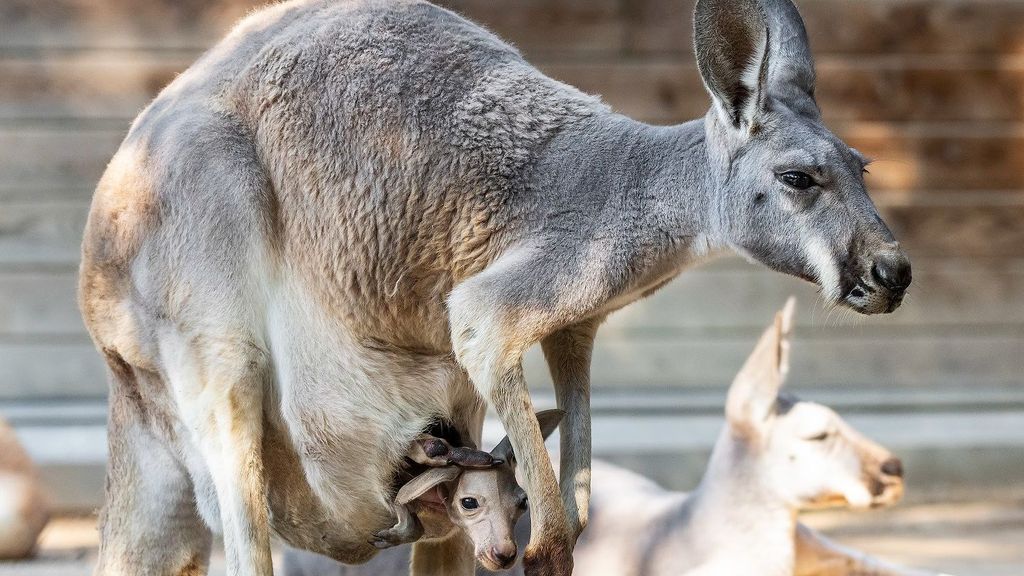 Canguros en el Zoo de Barcelona