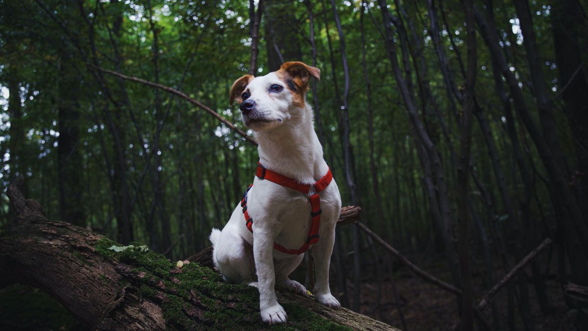 Jack Russell Terrier