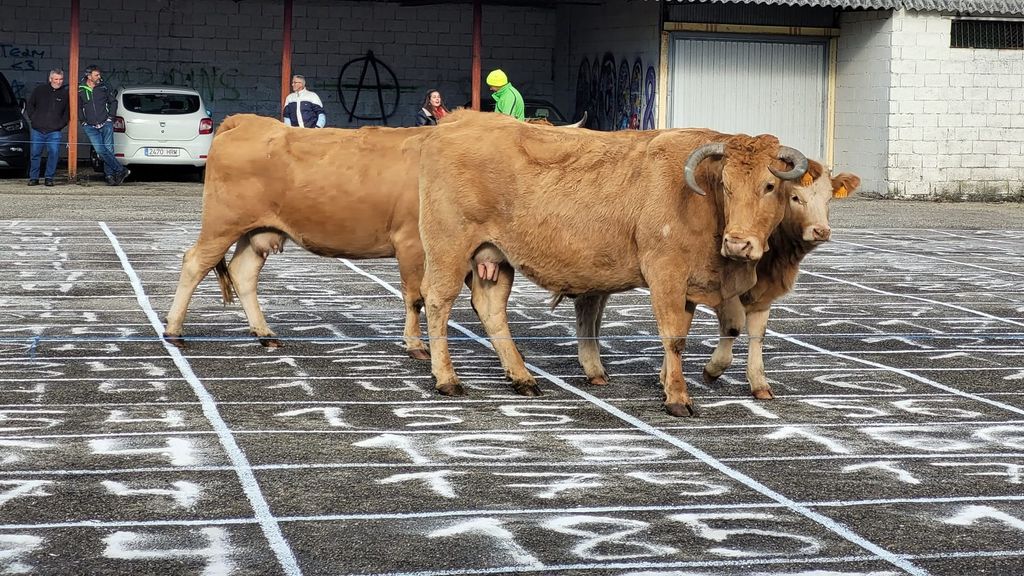 Las vacas eligen, con sus heces, la rifa premiada