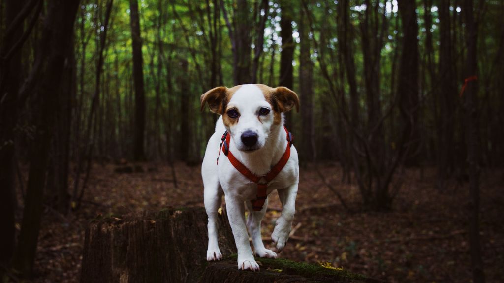 Raza Jack Russel Terrier