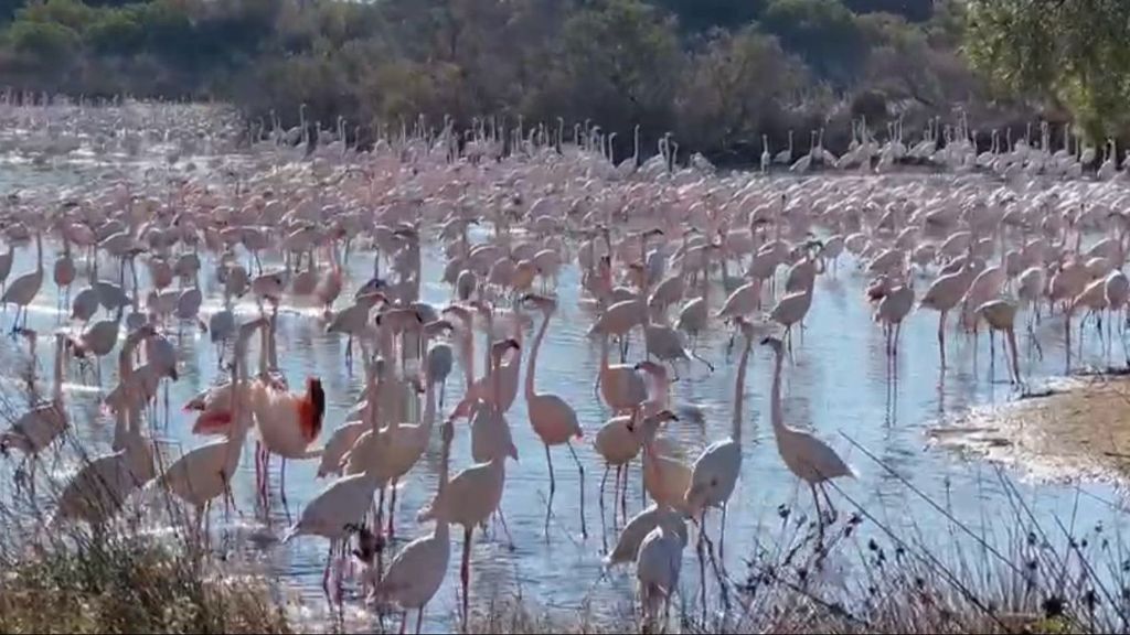 Arroceros valencianos piden medidas ante la multiplicación de flamencos en la Albufera: "Nos van a hacer un daño terrible"