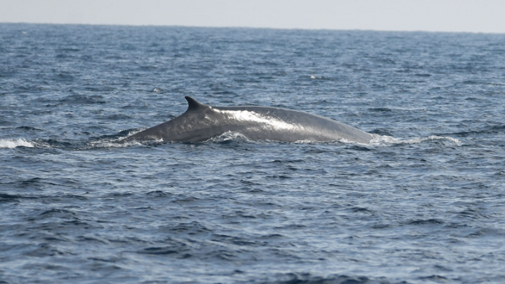 Ballena rorcual común