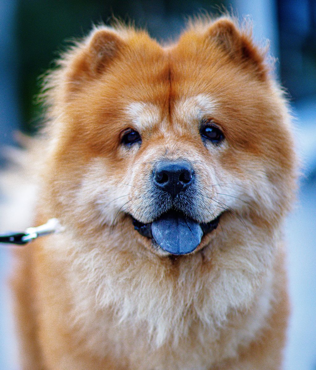 Chow chow