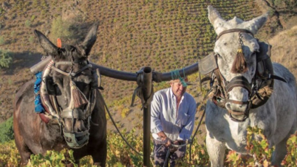 Dosmulas trabajando la tierra en los Montes de Málaga