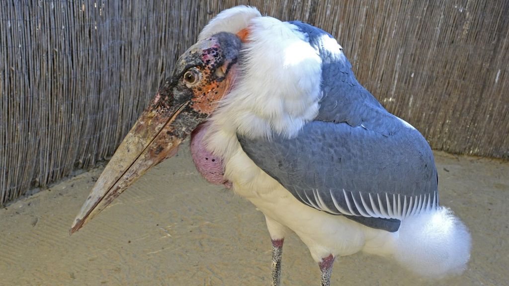 Terra Natura Benidorm recibe por primera vez a un marabú a sus instalaciones