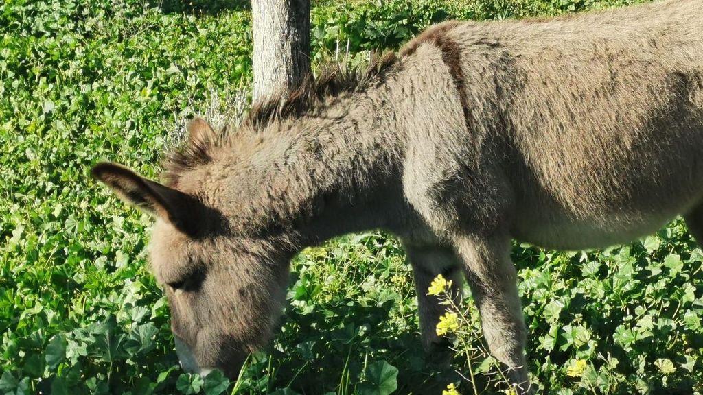 El pelo de los burros de Doñana podría ser la solución para la calvicie