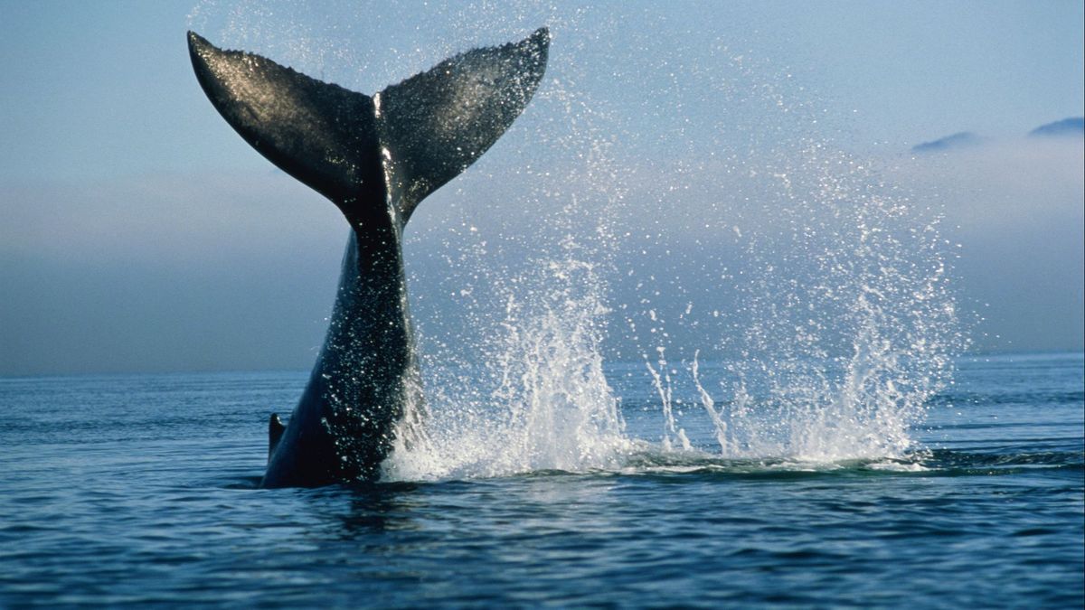 Aparece varada una ballena muerta de grandes dimensiones en la costa de Foz (Lugo)