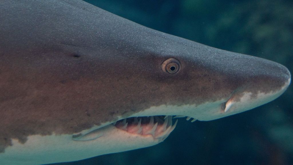Ataque tiburon australia