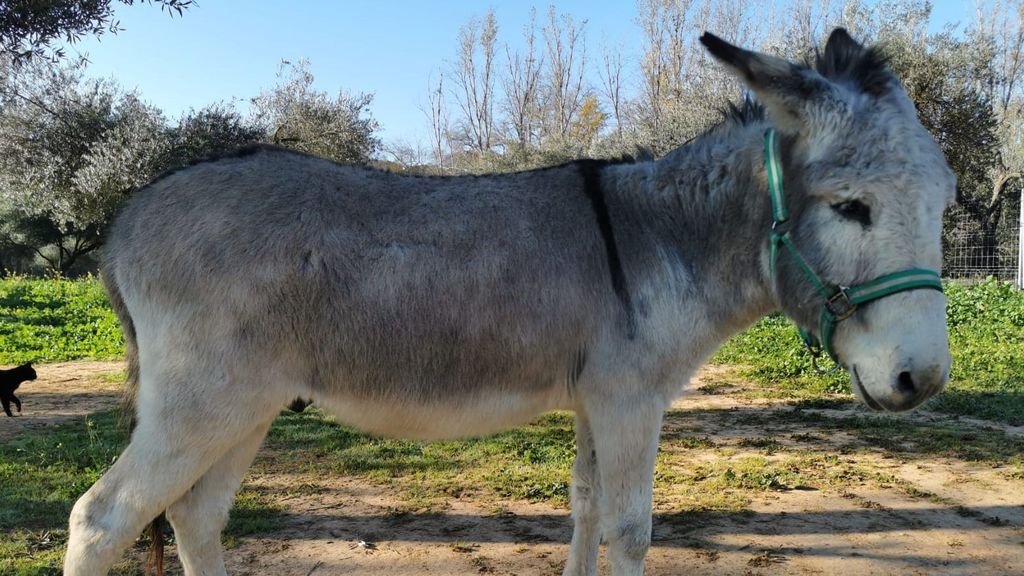 Burro Mortadelo, que vive en Doñana