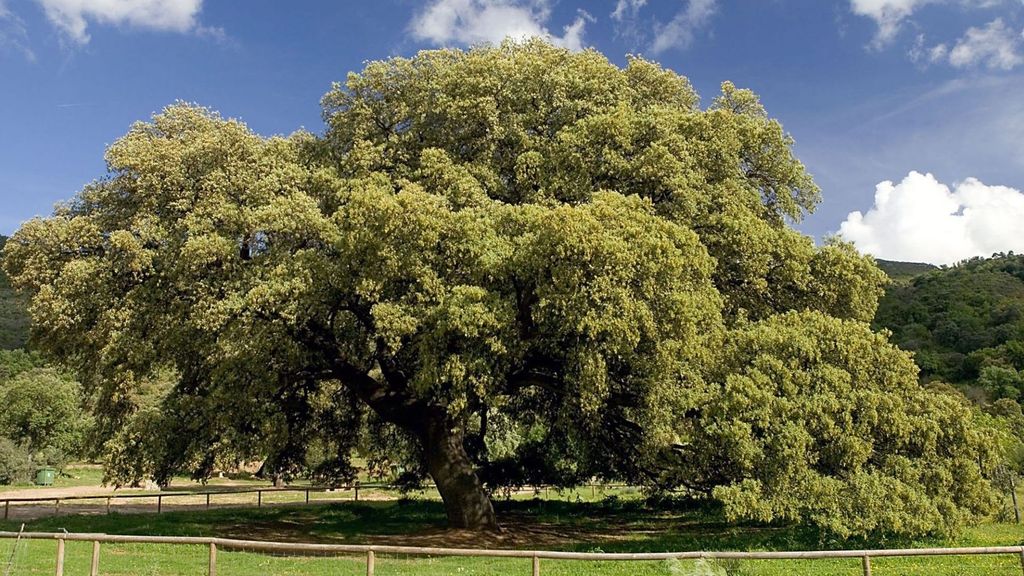 La encina 'el Chaparro de la Vega', de 250 años, elegida el mejor árbol de España