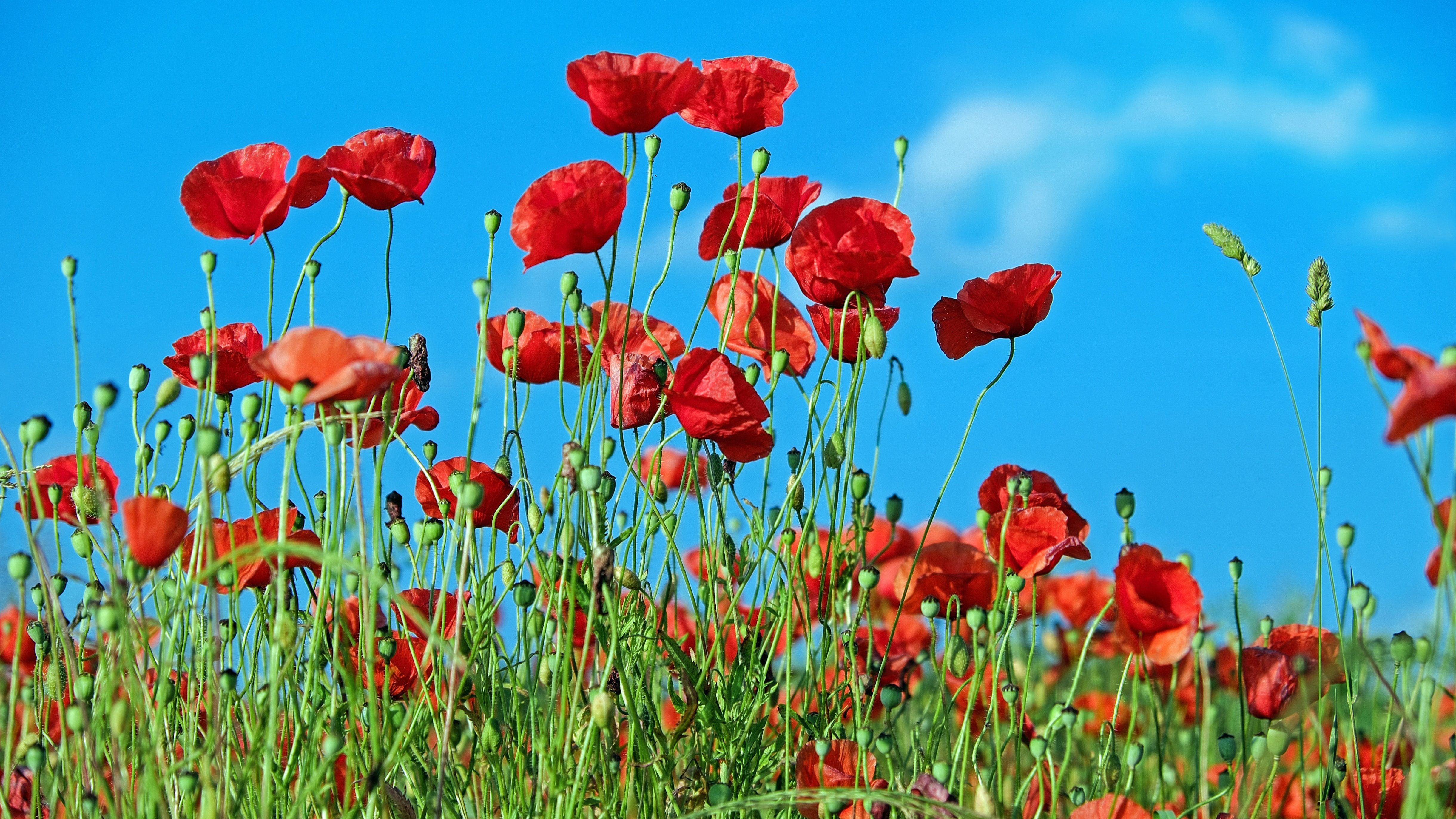 Las amapolas son flores silvestres. FUENTE: Pexels