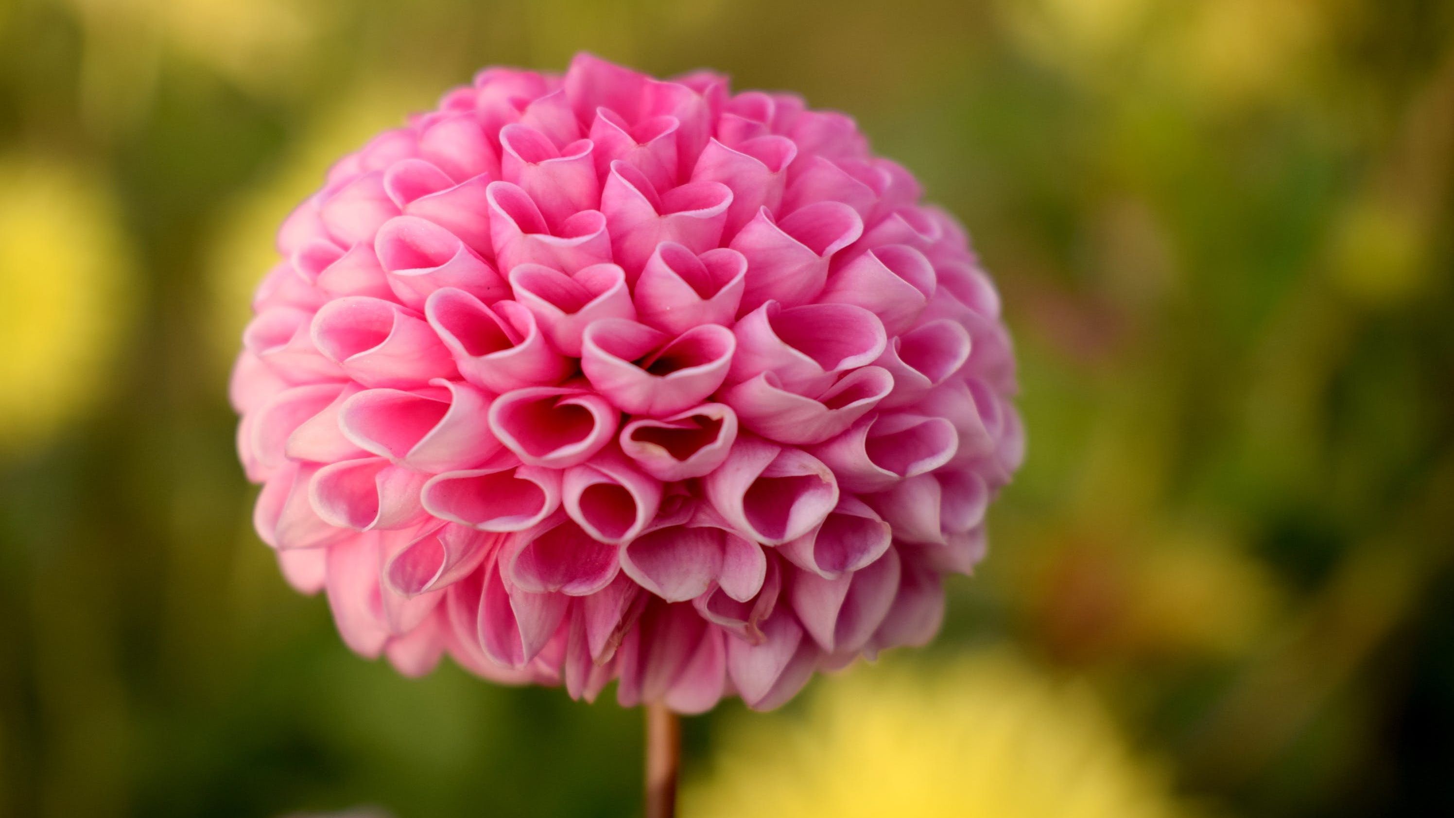 Las dalias son ideales para decorar. FUENTE: Pexels