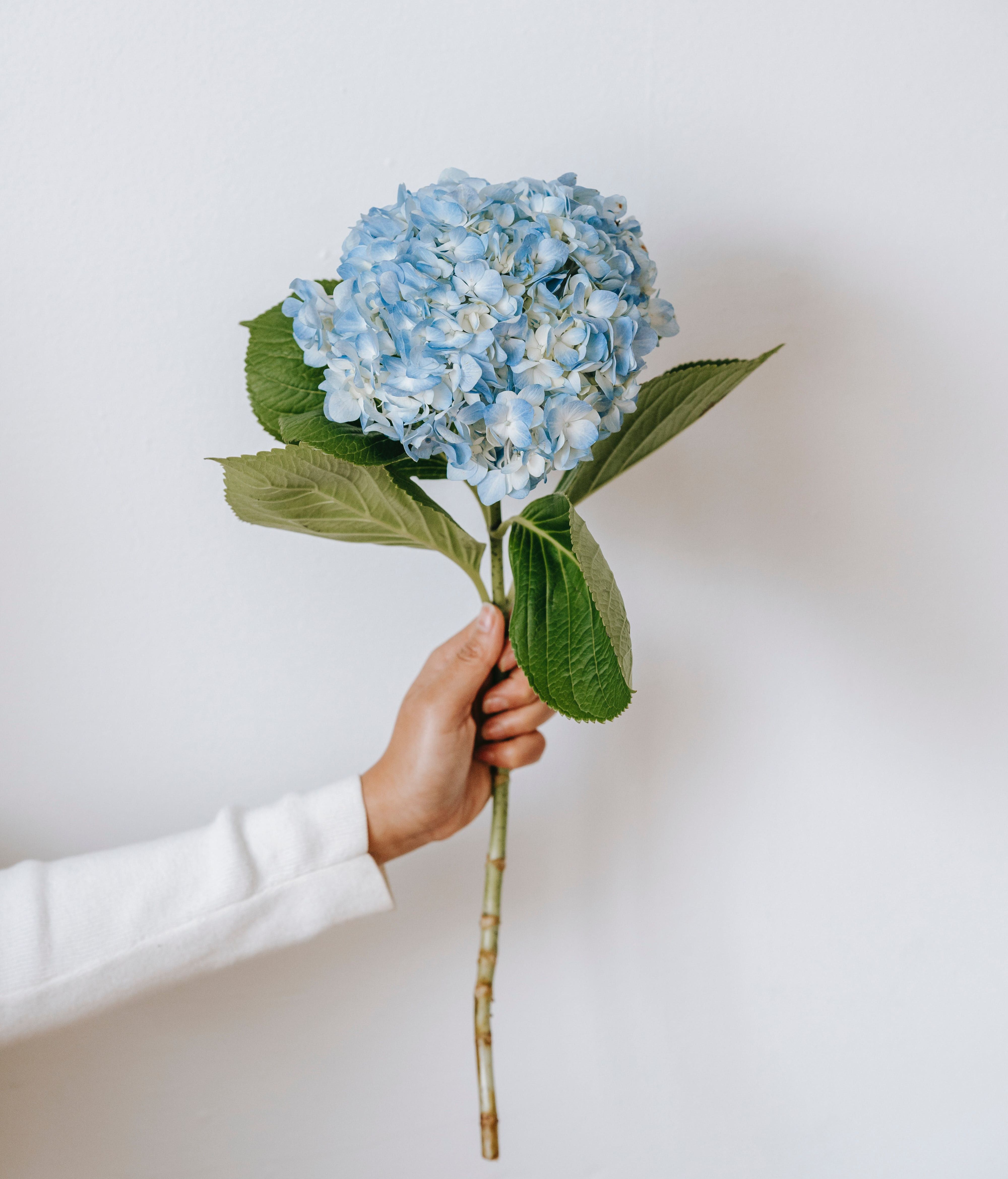 Las hortensias necesitan mucha agua. FUENTE: Pexels