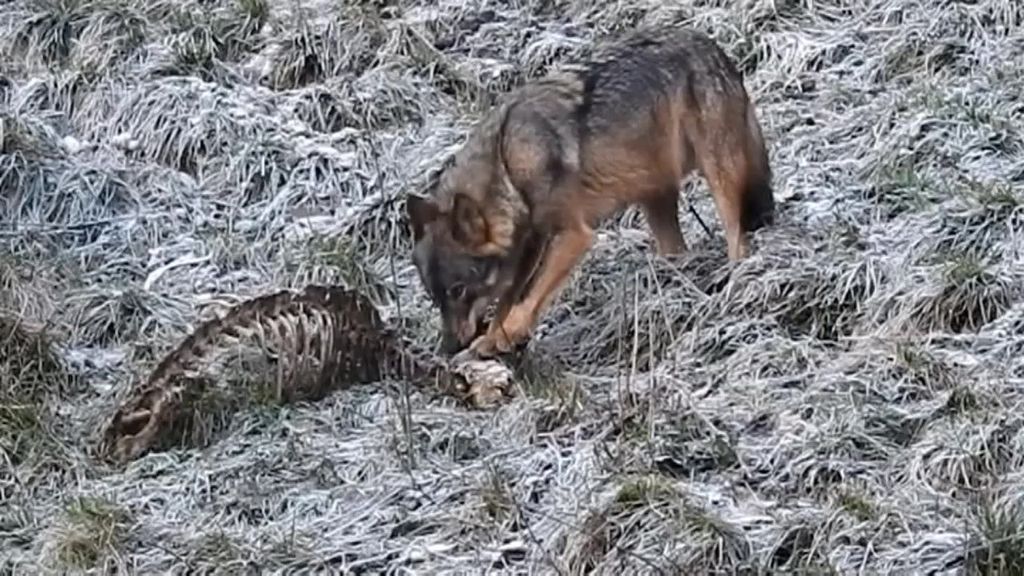 Preocupación en Cantabria por el aumento de ataques de lobos a la cabaña ganadera de la región