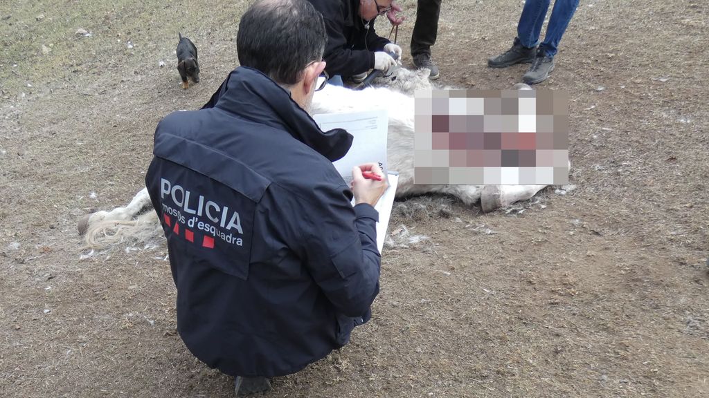 Caballo muerto hallado en una hípica del Ripollès en Girona